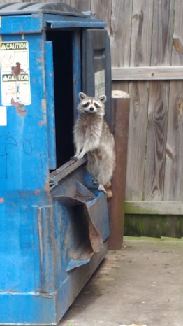 Raccoon caught while climbing out from the trash