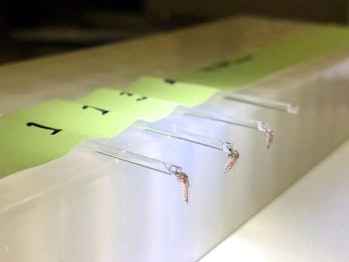 A collection of Aedes saliva for Zika virus testing