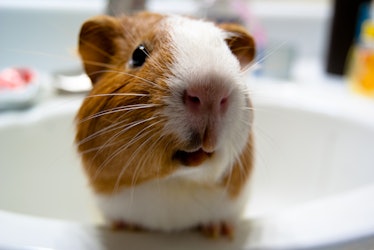 Guinea Pig in the Sink