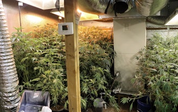 Bortac breach a marijuana grow house