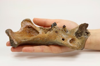 homothereum fossil