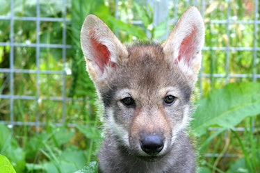 close-up photo of a wolf puppy