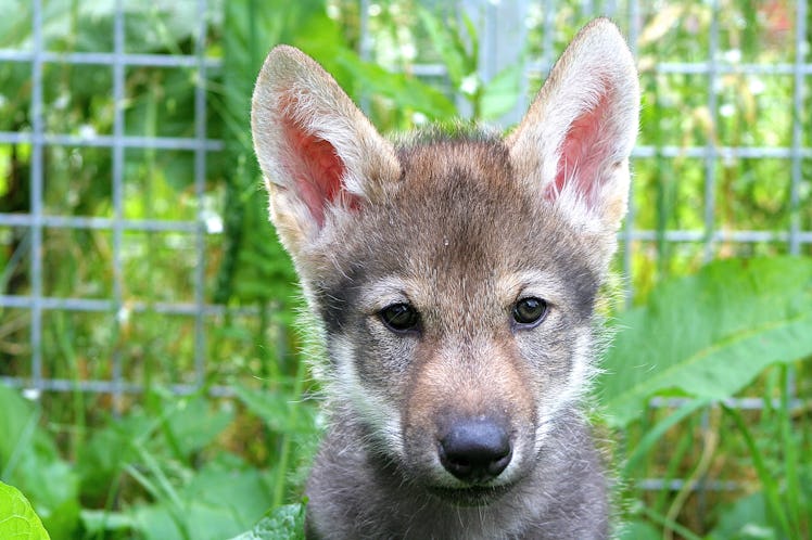 close-up photo of a wolf puppy