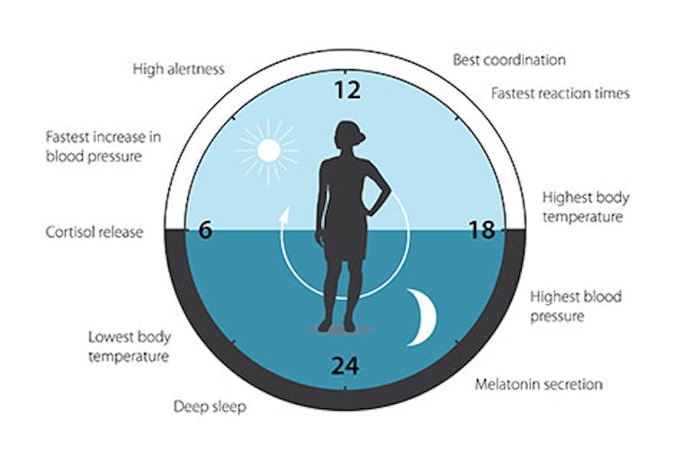 A diagram of how the body clock functions.