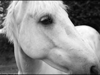 A close-up of a white horse's head