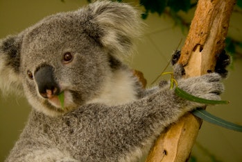 koalas eucalyptus leaves