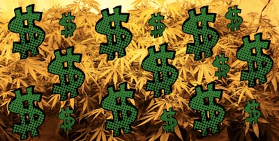 Illustrated pop art dollar signs on a background of marijuana plants