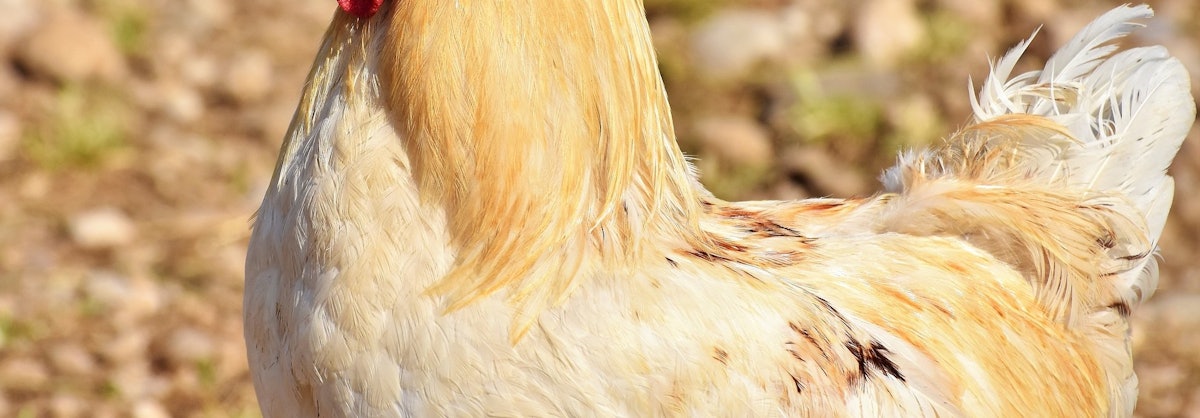 How Chickens Can Run Around With Their Heads Cut Off According To Science 