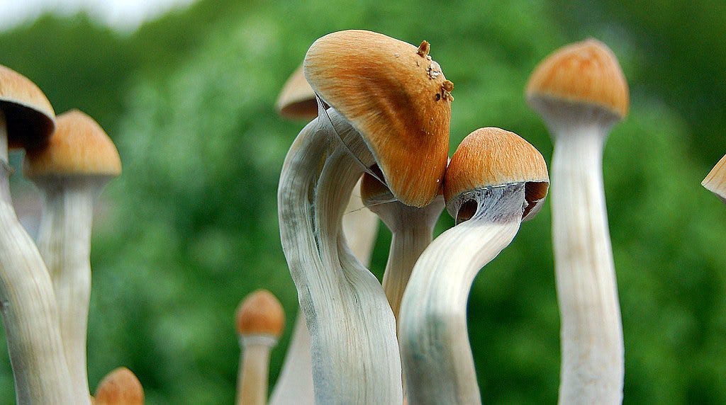 Denver Magic Mushrooms: How A Scientific Revolution Decriminalized The Drug