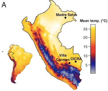 Map showing that Bd normally thrives between 17°C and 25°C, but the Peruvian Amazon reached over 38°...