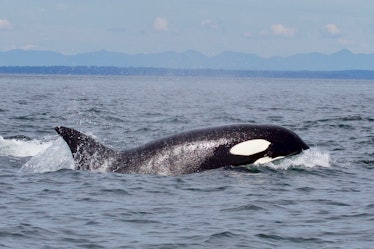 The high levels of PCBs found in killer whales' body tissues are threatening their lives, say scient...