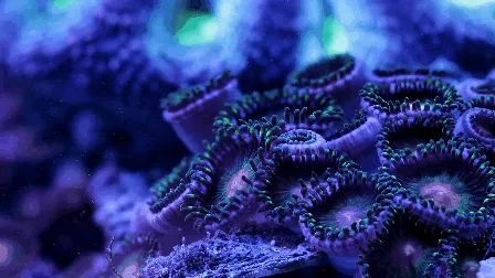 How Many Types of Coral Are There In the Great Barrier Reef?