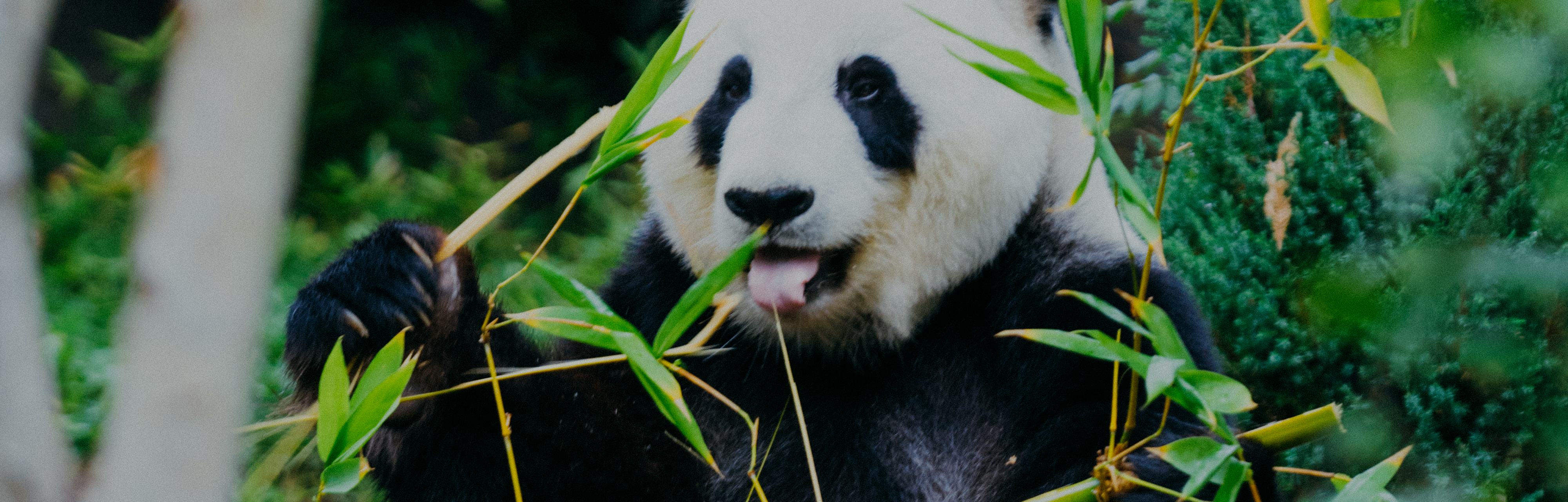 Giant Panda Study: For a Herbivore, It Sure Eats Like It's a Carnivore
