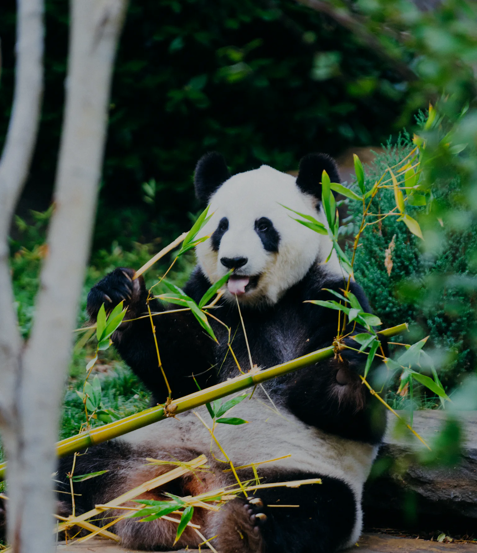 Giant Panda Study: For a Herbivore, It Sure Eats Like It's a Carnivore