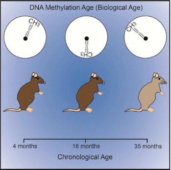 Using DNA Methylation Profiling to Evaluate Biological Age and Longevity Interventions