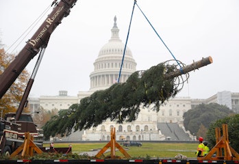 Christmas tree, workers, capitol