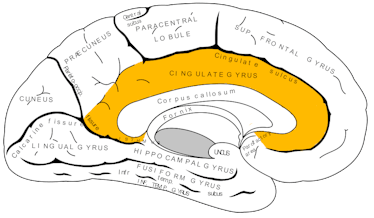 posterior cingulate cortex anterior cingulate cortex 
