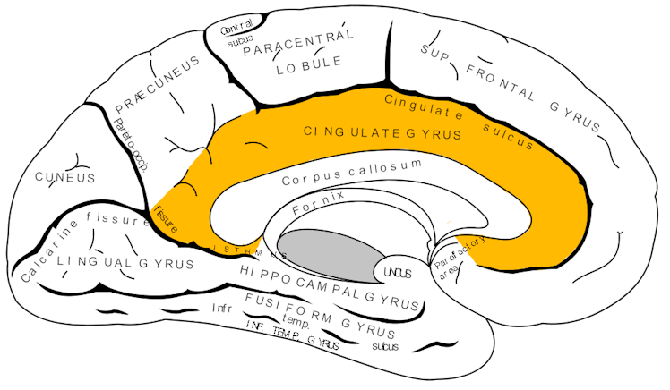 posterior cingulate cortex anterior cingulate cortex 