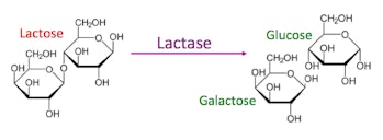 lactase enzyme