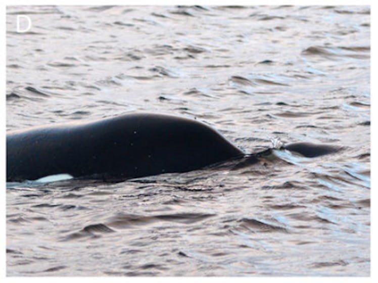 killer whale murder infanticide