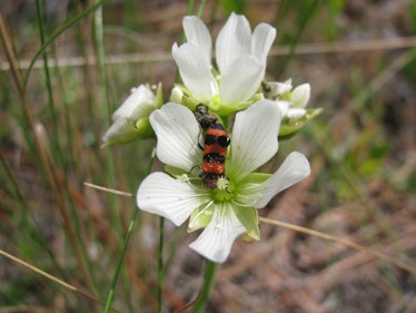 venus flytrap flower insect
