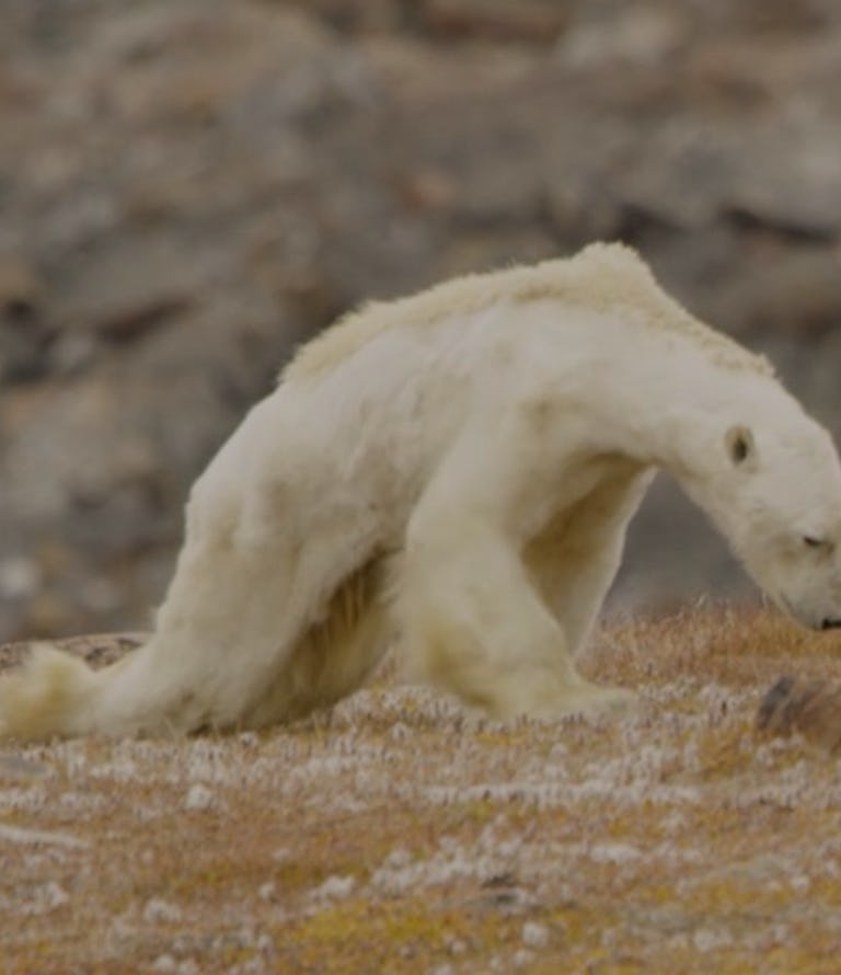 Video of a Dying Polar Bear Previews Extinction, Says Biologist