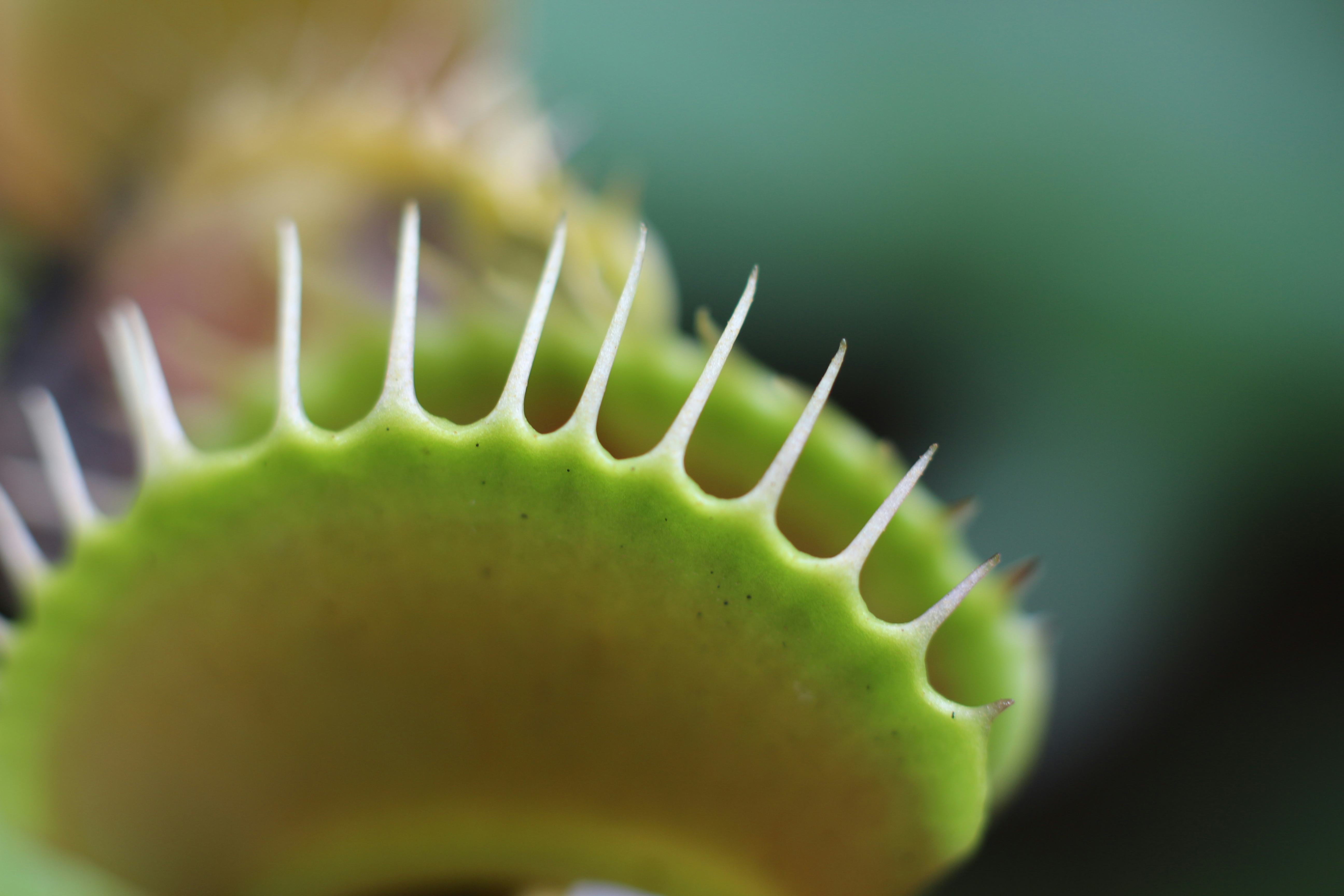 Venus Fly Trap Science Connected to Thunderstorms in New Study