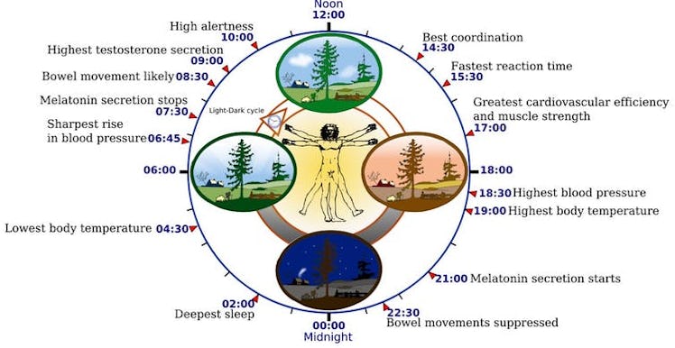 The circadian rhythm orchestrates many biological processes, including digestion, immune function, a...