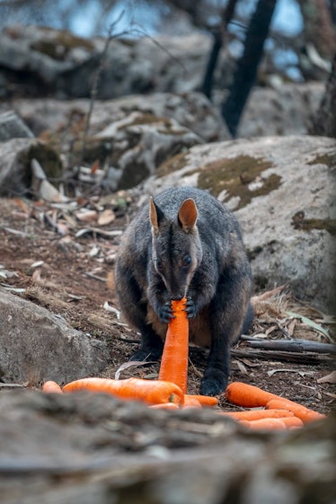 wallaby with carrot