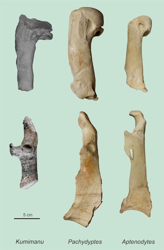 bone comparison