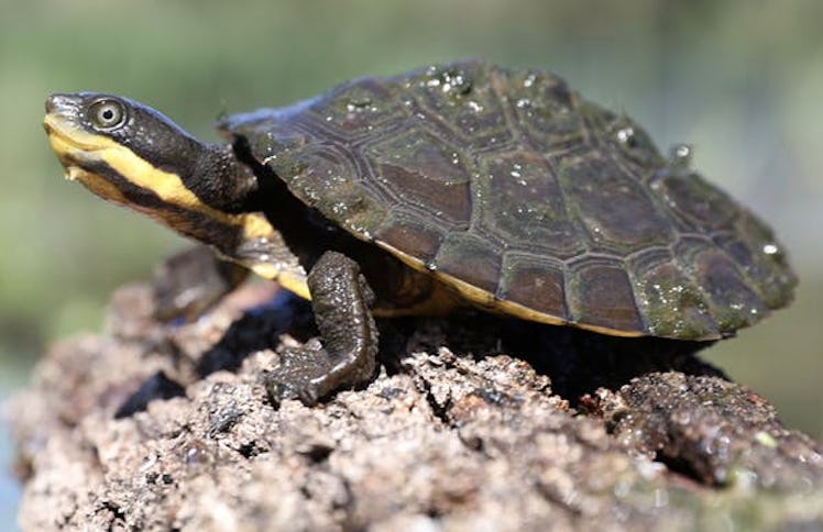 AUSTRALIAN REPTILE PARK