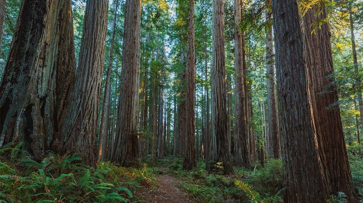 redwoods large trees
