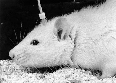 rat electrode brain