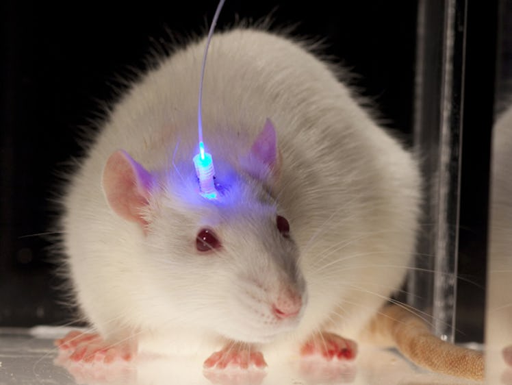 mice meditation optogenetics 