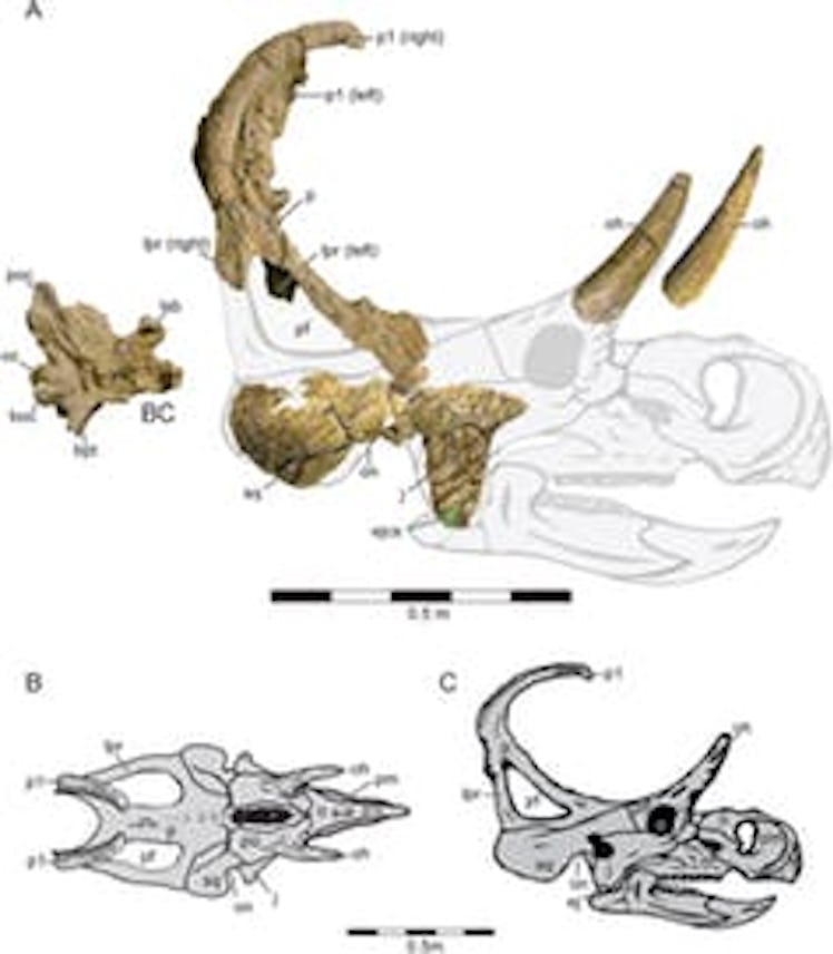 The skull of the new ceratopsian dinosaur Machairoceratops, whose discovery site at Grand Staircase ...