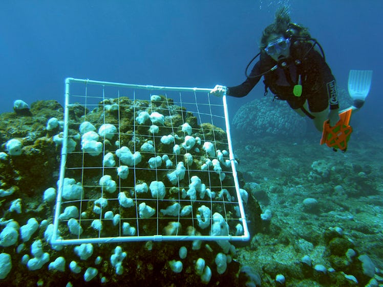 Great Barrier Reef