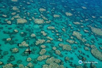 This picture of coral bleaching was taken of the Great Barrier Reef in March 2017.