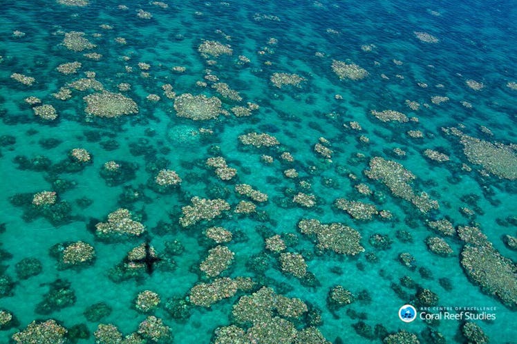 This picture of coral bleaching was taken of the Great Barrier Reef in March 2017.