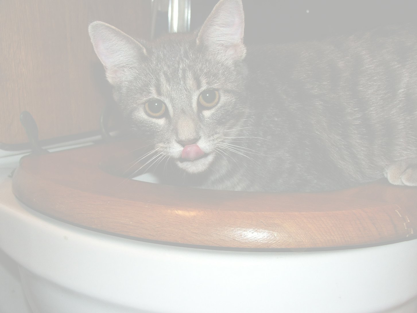 I Tried To Train My Cat To Poop In The Toilet And Lived To Regret It