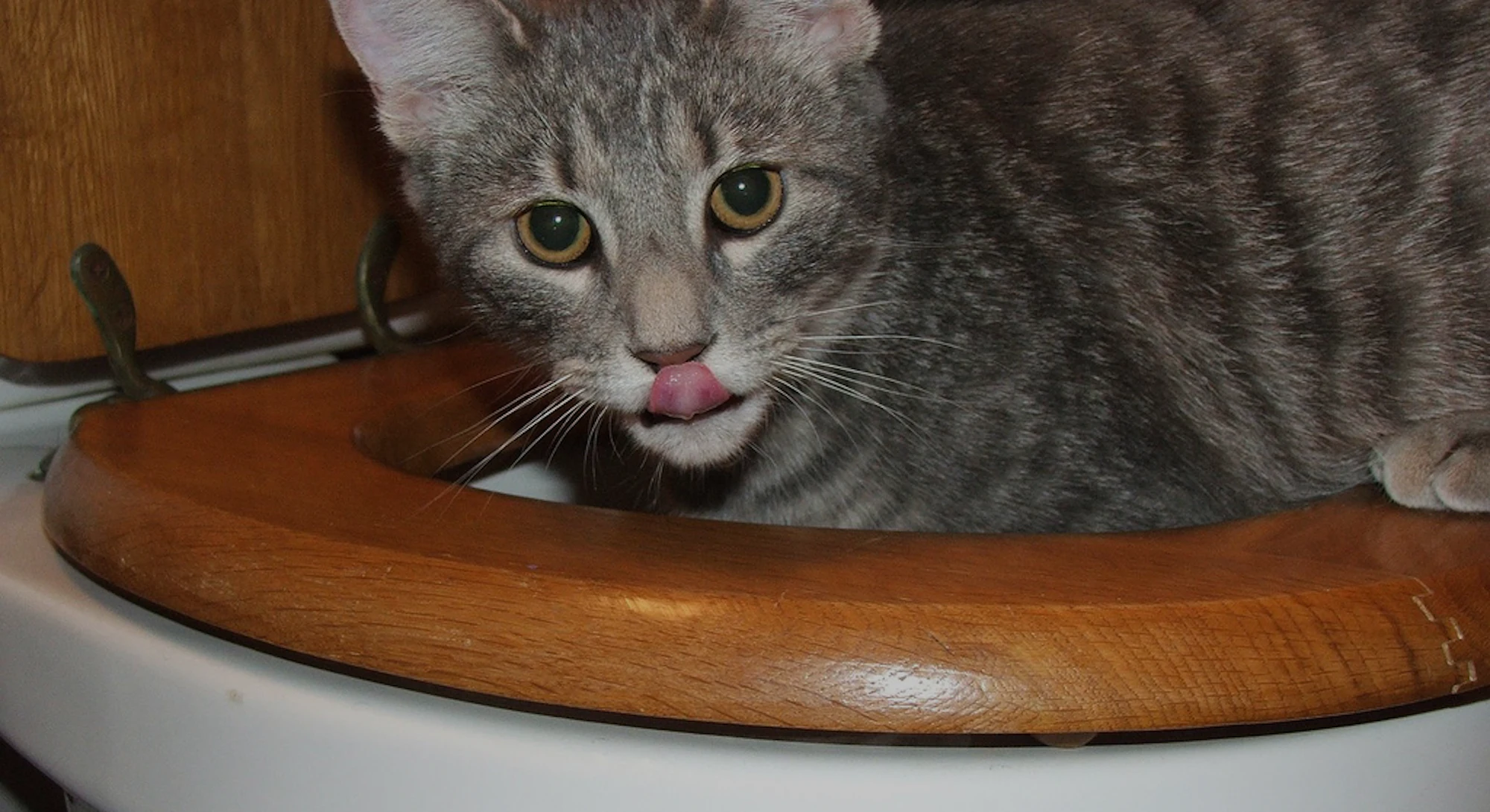 I Tried To Train My Cat To Poop In The Toilet And Lived To Regret It