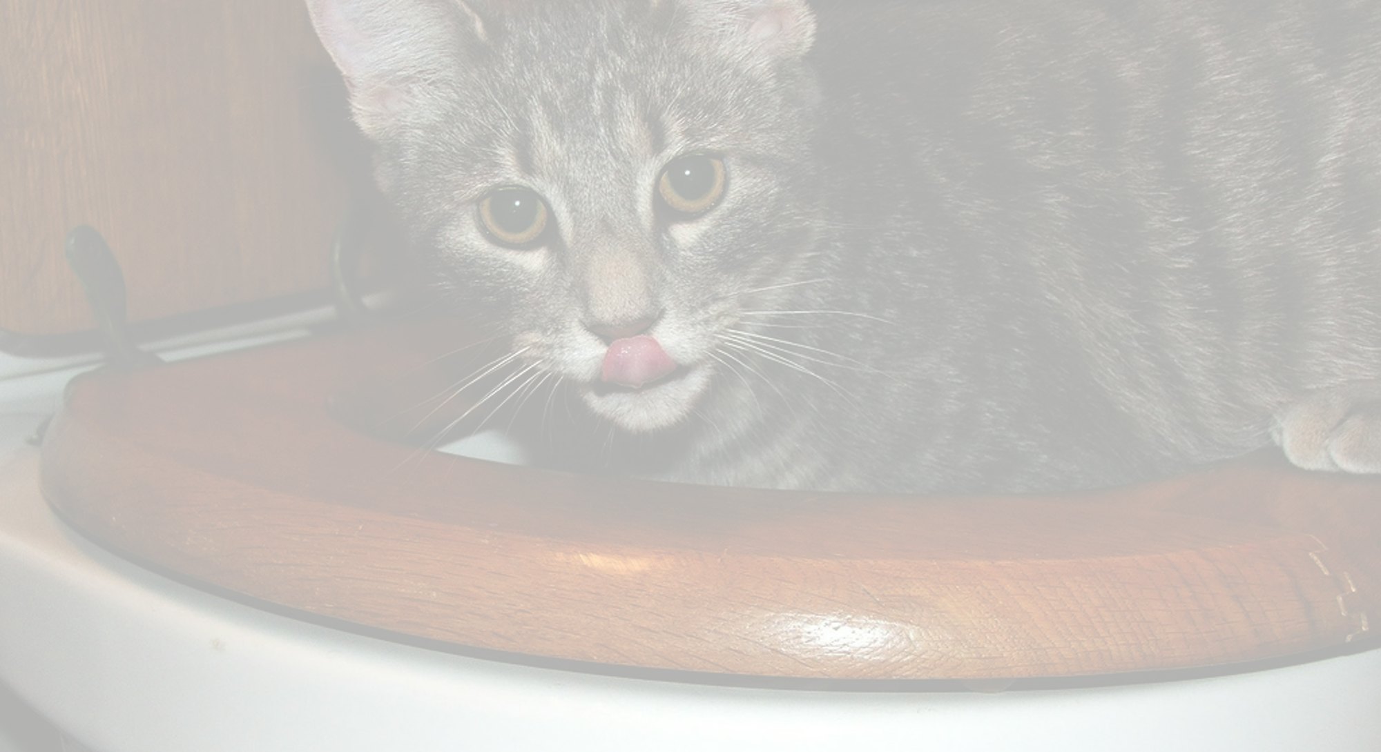 I Tried To Train My Cat To Poop In The Toilet And Lived To Regret It