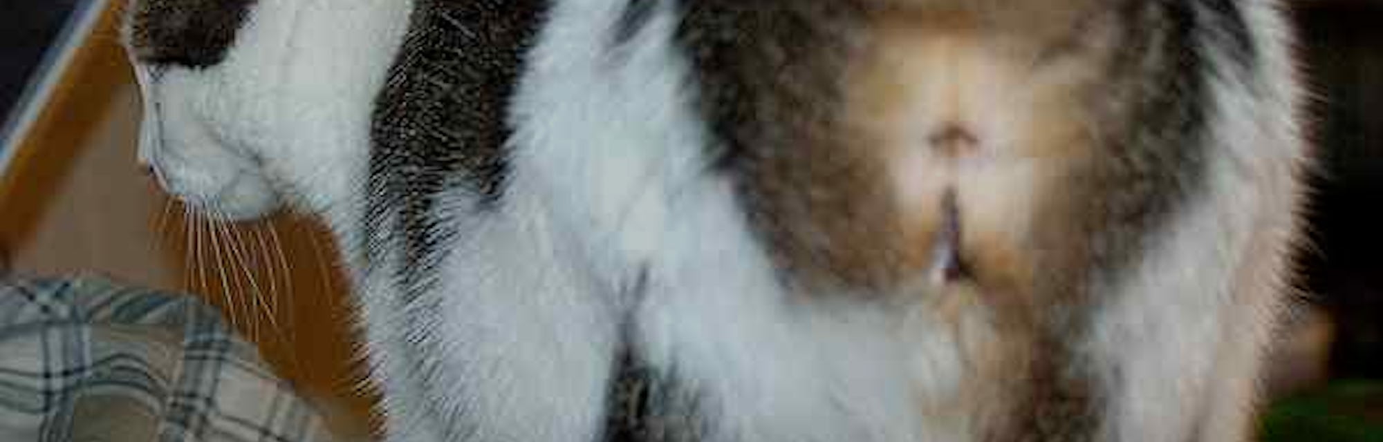 Why Do Cats Show You Their Butts A Scientist Explains Why Do Cats Show You Their Butts A Scientist Explains