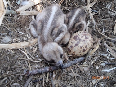 osprey babies