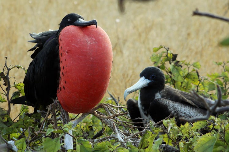 frigate bird mating display