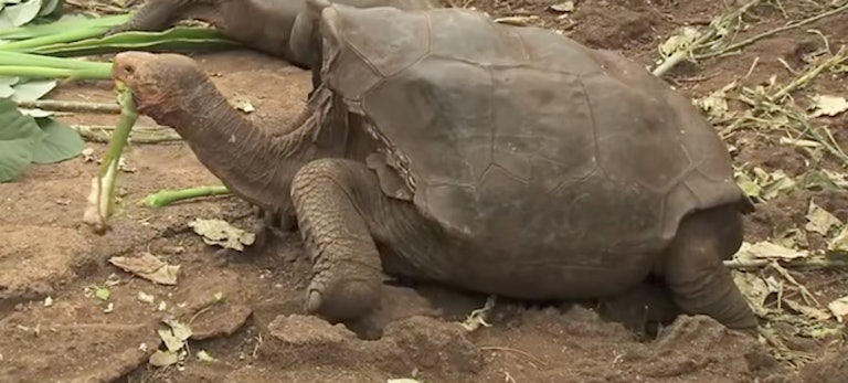 Diego The Tortoise Is Saving His Species By Having A Lot Of Sex