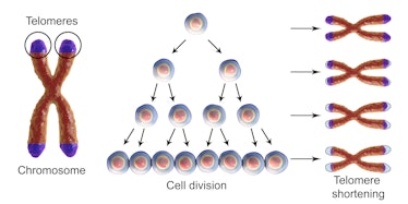 telomeres