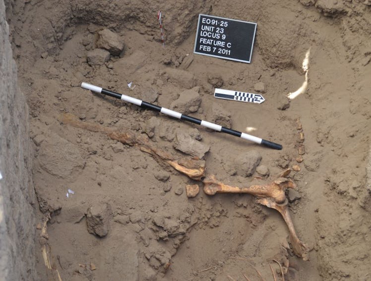 horse hock with hair from nubian tomb