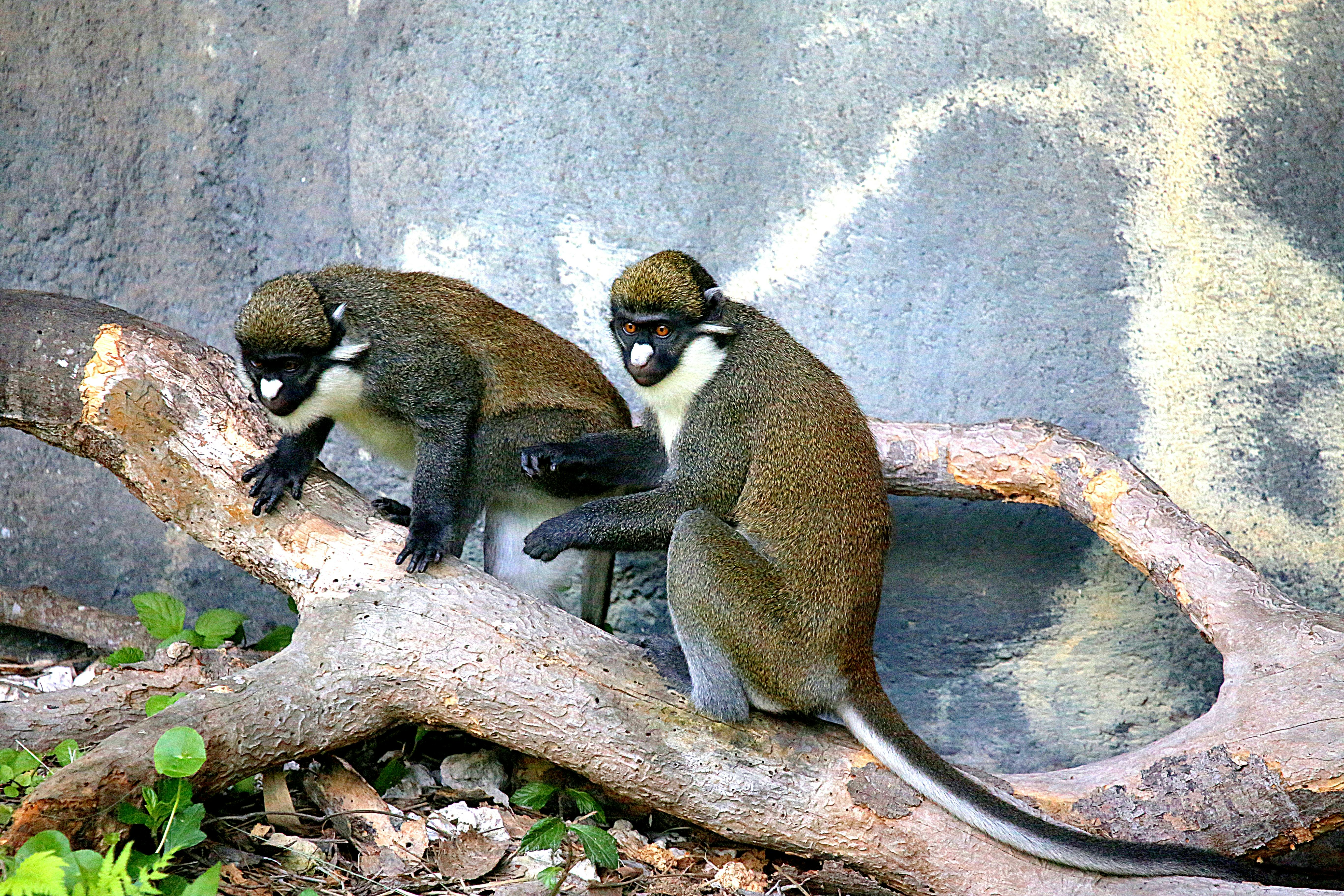 Different Species of Monkeys are Having Sex and Producing Hybrid Offspring