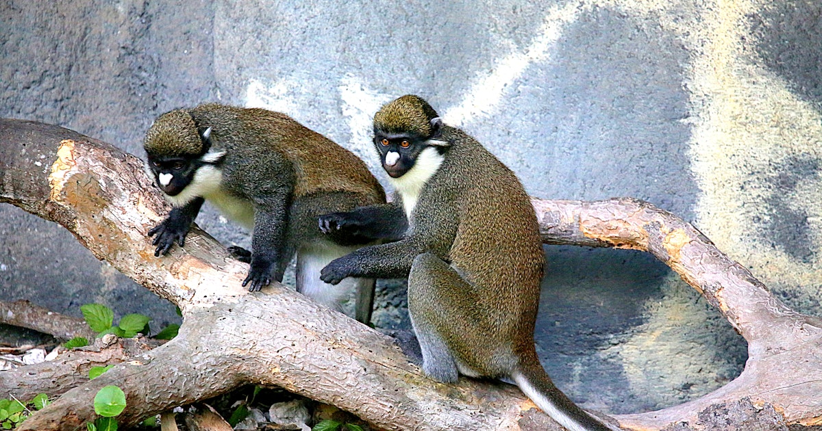 Different Species of Monkeys are Having Sex and Producing Hybrid Offspring