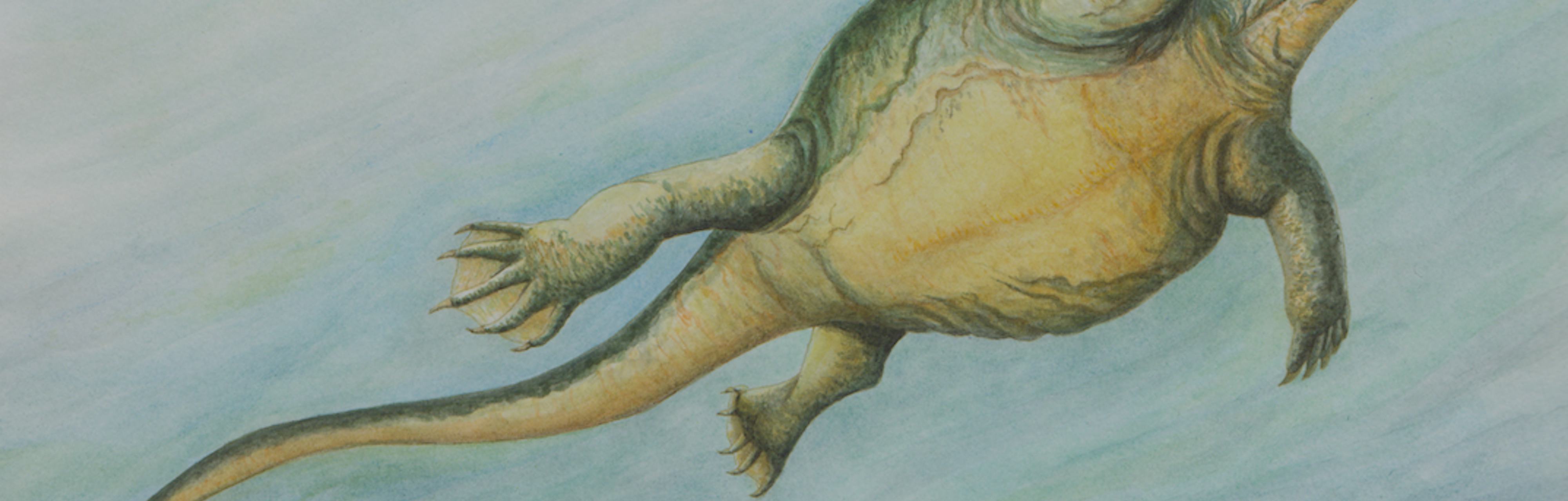 Ancient Fossil of Turtle Without a Shell Found in China Solves Old Debate